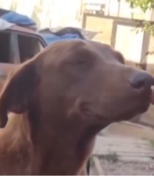 LJUBAV NA PRVI POGLED Ništa slađe nećete videti danas - ulepšaće vam dan